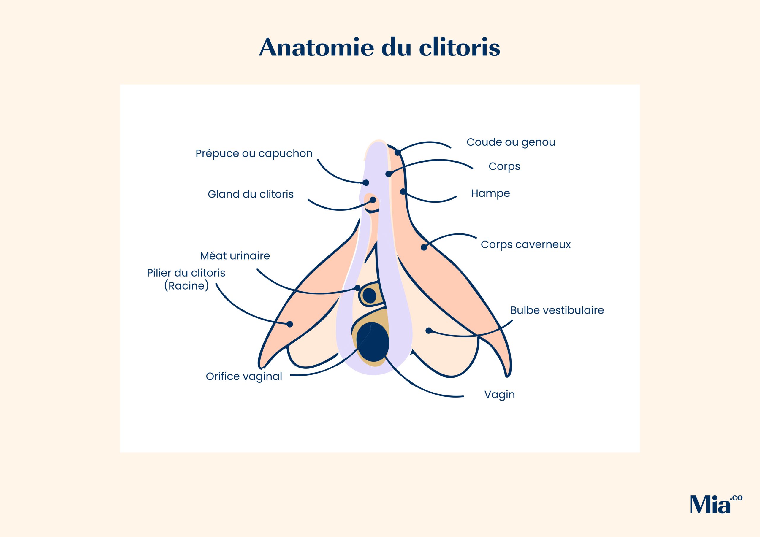 Clitoris chez la femme : rôle, anatomie, taille, orgasme